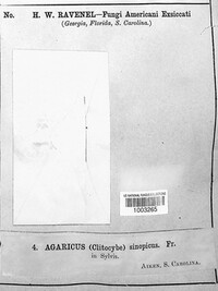 Agaricus sinopicus image